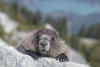 Marmot Portrait