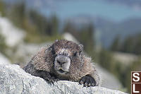 Marmot Portrait