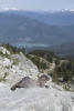 Marmot With Green Lake Behind