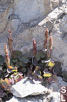 Mountain Sorrel