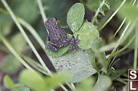 Toadlet Climbing Clover