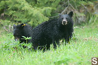 Baby Bears In The Rain