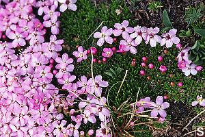 Moss Campion