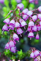 Pink Mountain Heather