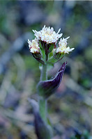 Some White Flower