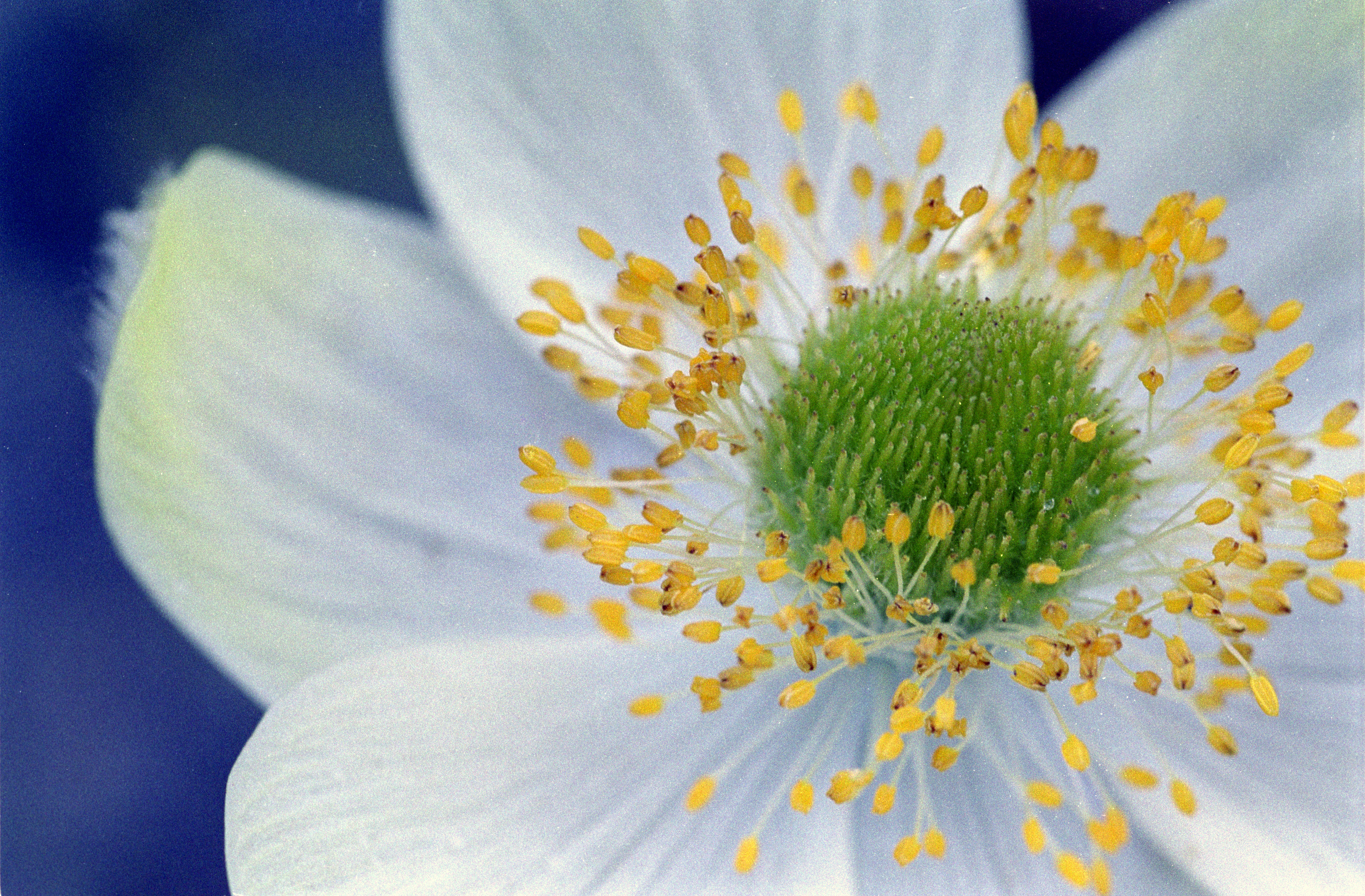 anemone flower image