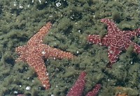 Starfish 1