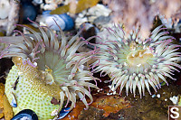 Anemone Friends