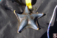 Blue Bat Star