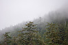 Eagle In Foggy Trees