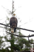 Eagle With Tree Behind