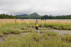 Mud In Marsh