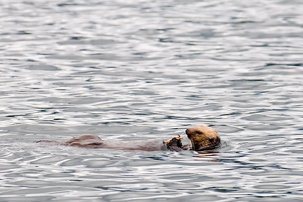 Sea Otter Eating Crab