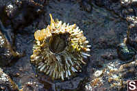 Thatched Barnacle