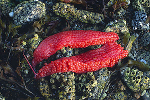 Salmon Roe On Rocks