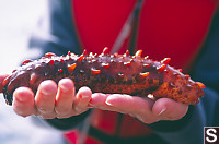 California Sea Cucumber