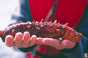 California Sea Cucumber