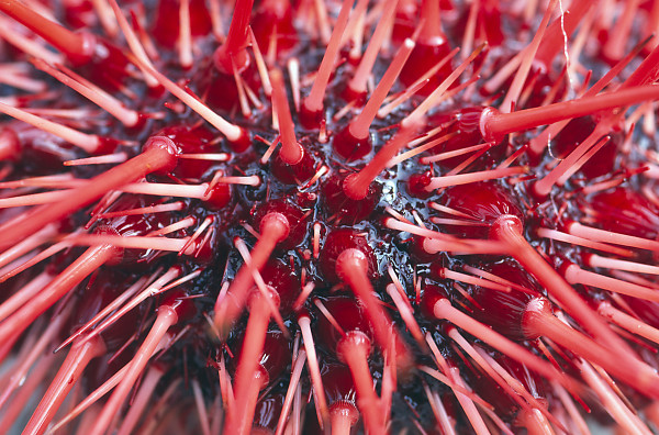 Spines On Urchin