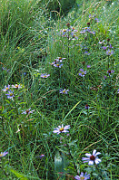 Aster At River Side