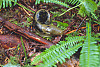 Pacific Banana Slug