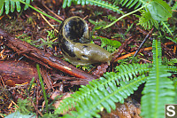 Banana Slug