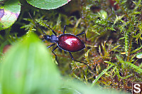 Snail-Killer Carabid