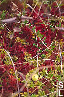 Immature Bog Cranberry