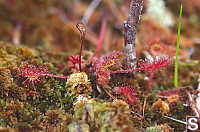 Round-Leaved Sundew