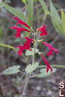 Cedar Sage