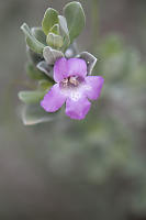 Five Pedal Bush