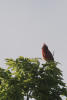 Northern Cardinal In Tree Top