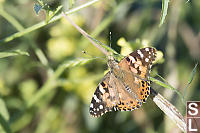 Painted Lady