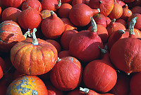 Orange Gourds