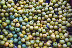 Yellow Green Apples