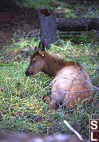 Elk Doe Sitting Down