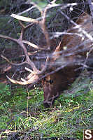 Male Elk Feeding