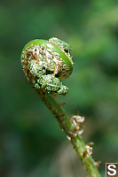 Bracken Head