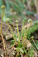 New Family Of Bracken Fern