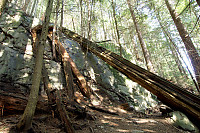 Tree Leaning Against Rock