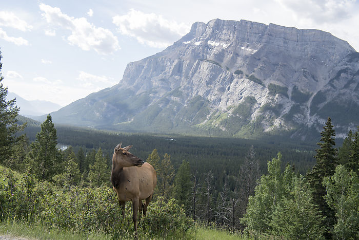 Elk With Valley View