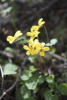 Violets Trailside