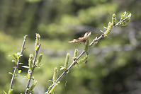 Hoary Comma Brief Landing