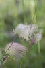 Prairie Smoke