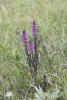 elephant's head lousewort