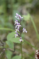 Small Round-leaved Orchid