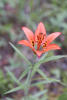 Wood Lily