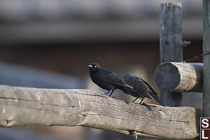 Brewers Blackbird On Fence Rail