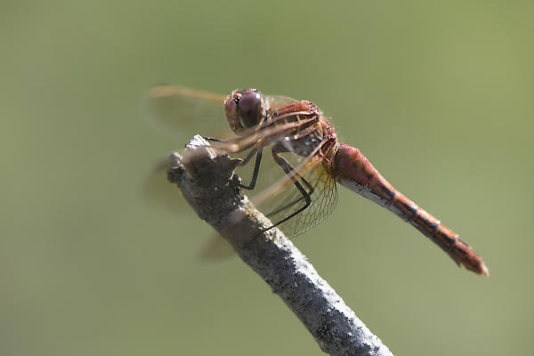 mainimage