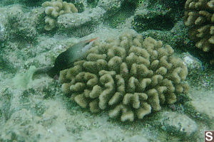 Female Bird Wrasse