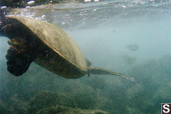 Turtle Swimming